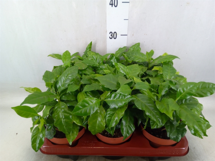 <h4>Coffea arabica</h4>