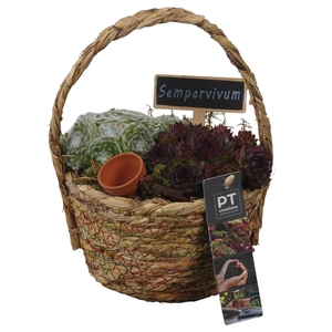 PTS7382 Arrangement Sempervivum in rieten mand