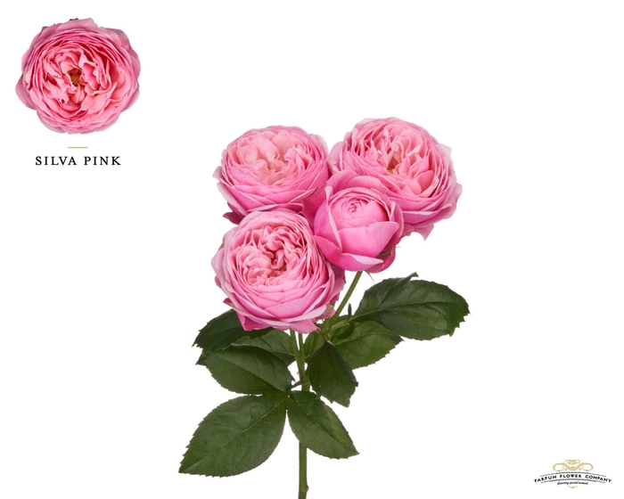 <h4>Rosa TR 'Silva Pink'</h4>