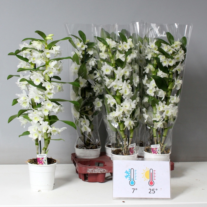 <h4>DENDR N SC APOLLON</h4>