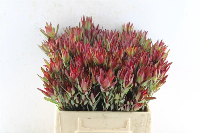 <h4>LEUCAD SAL BLUSH</h4>