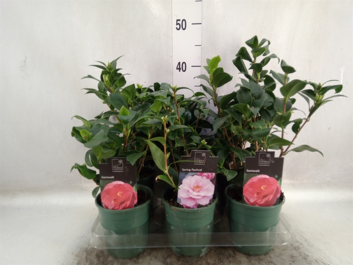 <h4>Camellia japonica</h4>