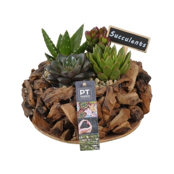 <h4>PTSU6154 Arrangement Succulent in hout pot</h4>