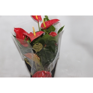 ANTHURIUM MICHIGAN P17 PREMIUM