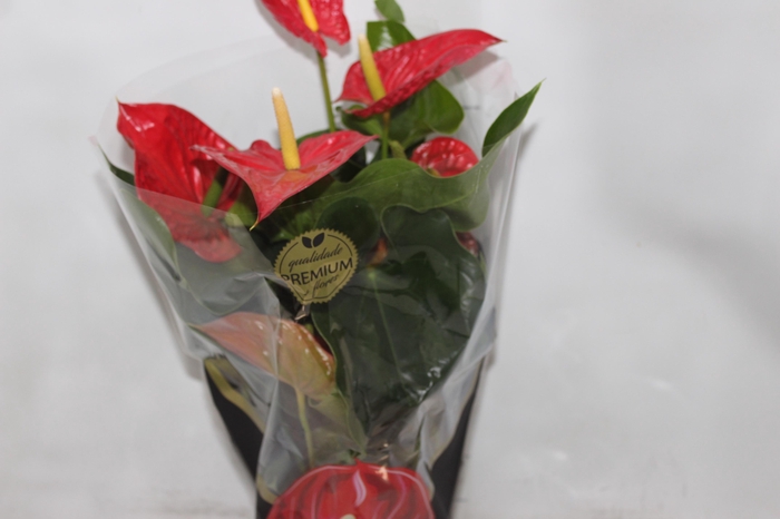 <h4>ANTHURIUM MICHIGAN P17 PREMIUM</h4>
