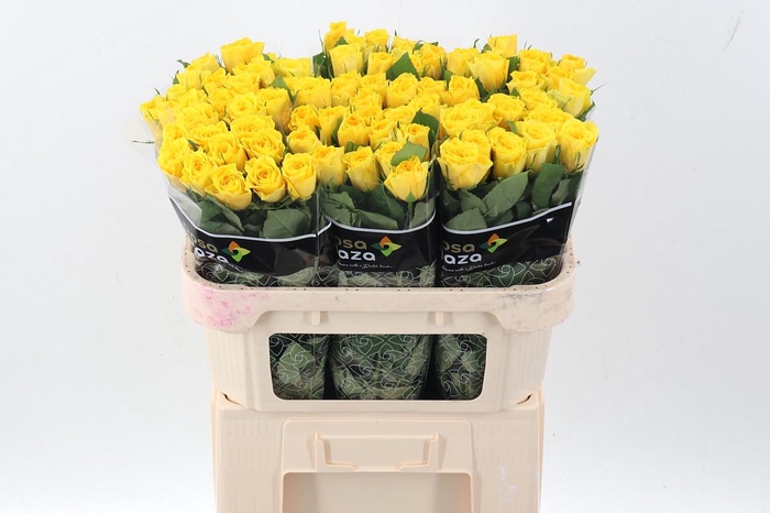 <h4>R Gr Solero</h4>