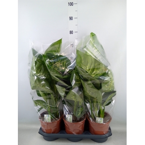 Dieffenbachia seg. 'Tropic Snow'