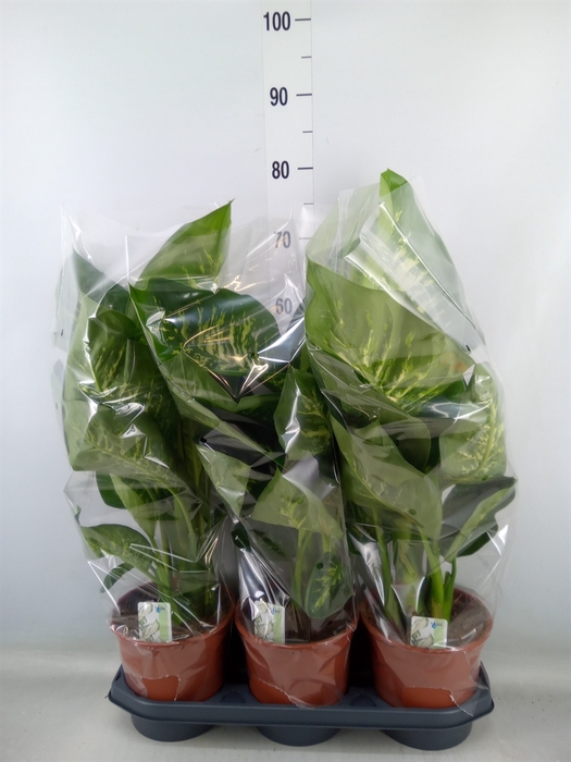 <h4>Dieffenbachia seg. 'Tropic Snow'</h4>