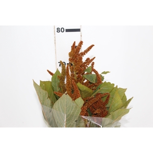 AMARANTHUS DOURADO 070 CM