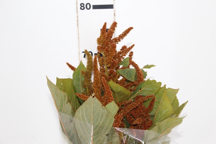 AMARANTHUS DOURADO 070 CM