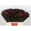 Leucadendron Saf Sunset Dark R.