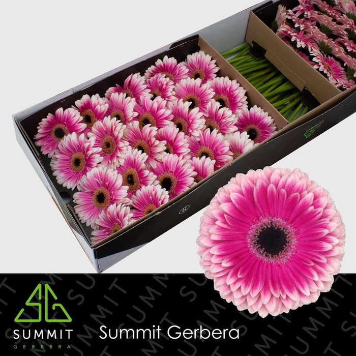 <h4>Gerbera Prelude Doos</h4>