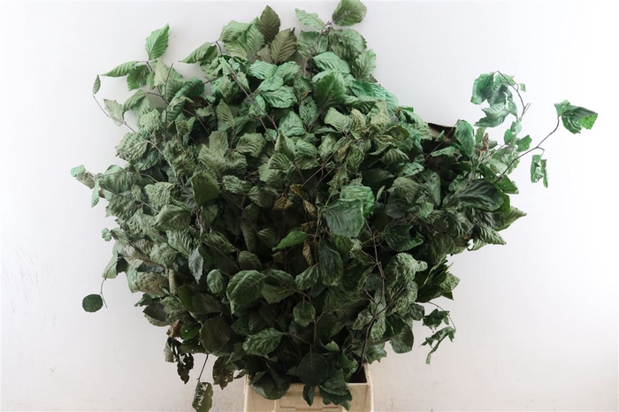 <h4>Pres Beuk Green P Bunch</h4>