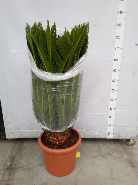 <h4>Cycas revoluta</h4>