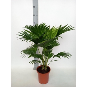 Livistona rotundifolia 17 cm