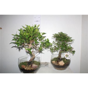 Bonsai Indoor Mix Ø25cm S-shape In Glass Bowl