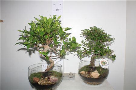 <h4>Bonsai Indoor Mix Ø25cm S-shape In Glass Bowl</h4>
