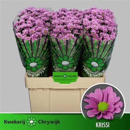 <h4>Chr S Aaa Krissi</h4>