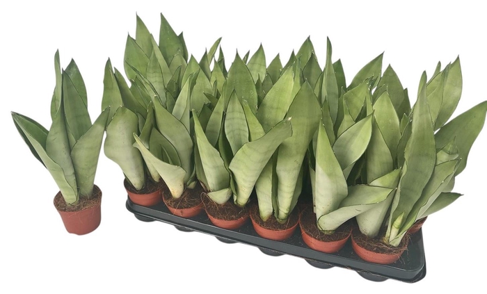 <h4>SANSEV MOONSHINE</h4>