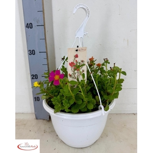 PORTULACA