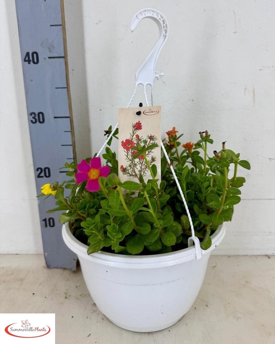 <h4>PORTULACA</h4>