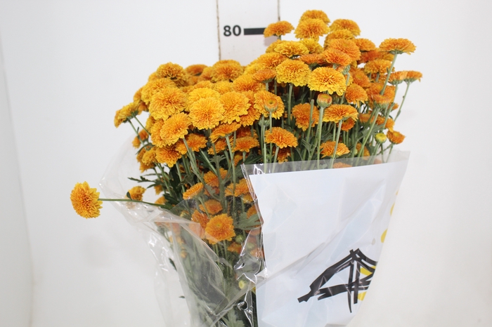 <h4>CRISANTEMO SANTINI MANZONI 080 CM</h4>