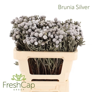 Brunia Leavis (silver Brunia)