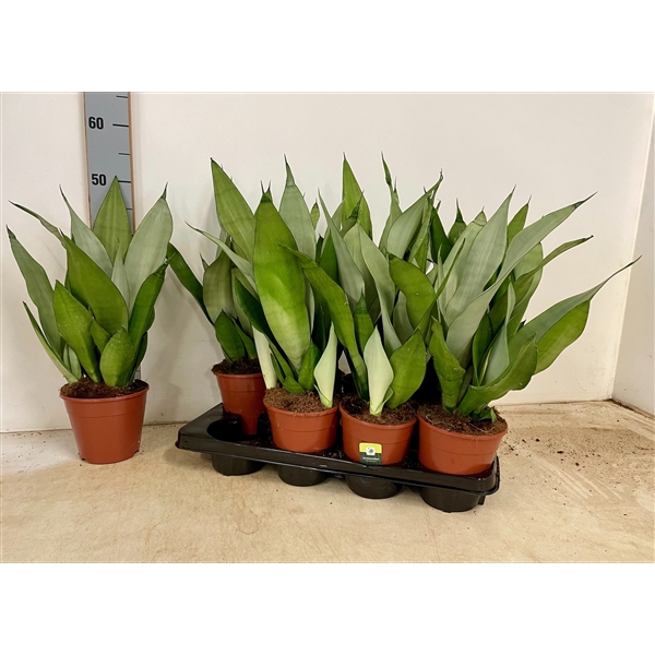 <h4>Sansevieria Moonshine</h4>