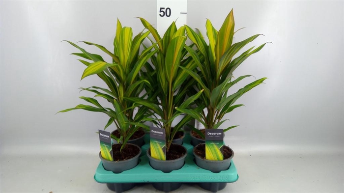 <h4>Cordyline fruti. 'Kiwi'</h4>