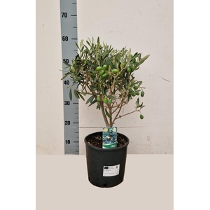 OLEA EUROPAEA