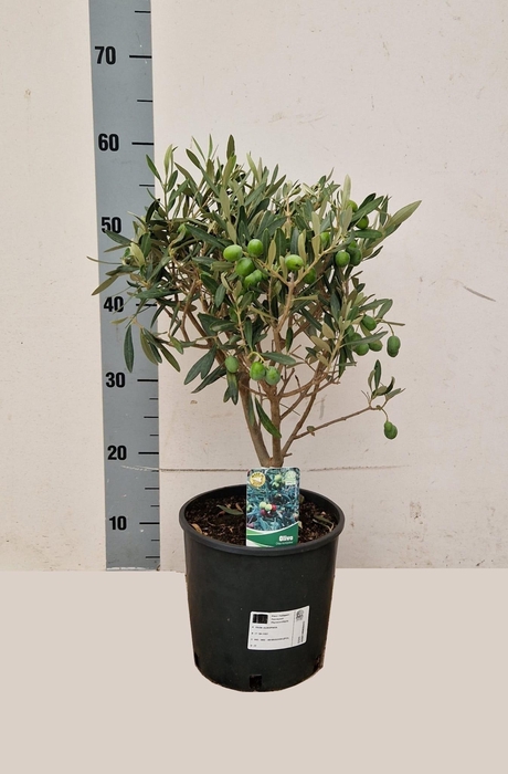 <h4>OLEA EUROPAEA</h4>
