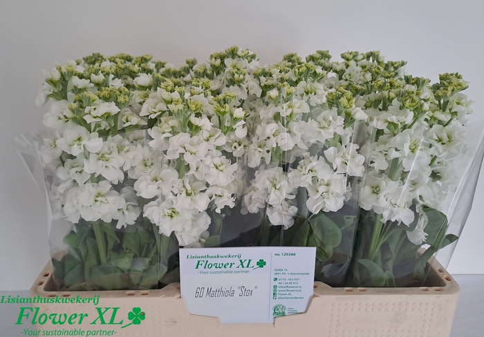 <h4>MATTH IMPALA WHITE</h4>