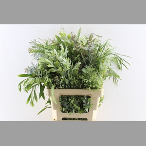 Acacia Mix