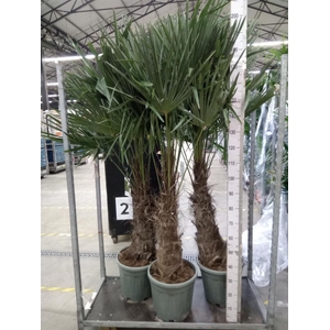 Trachycarpus fortunei