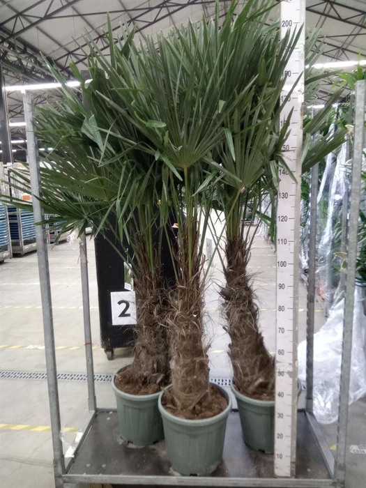 <h4>Trachycarpus fortunei</h4>