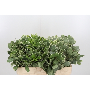 Pittosporum Ilan