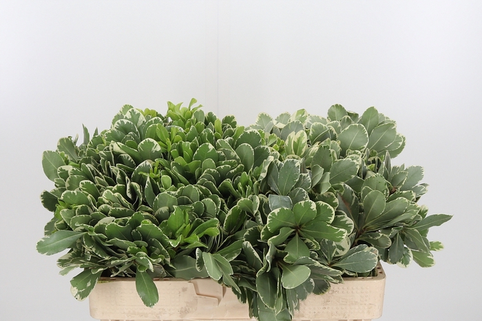 <h4>Pittosporum Ilan</h4>