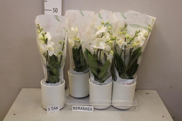 <h4>ARR PHAL MT</h4>