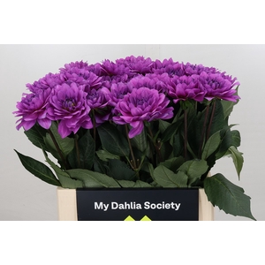 Dahlia Karma Lagoon