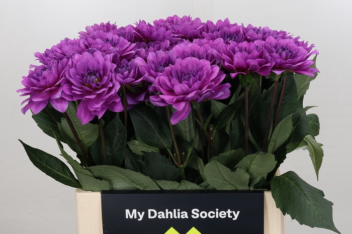 Dahlia Karma Lagoon
