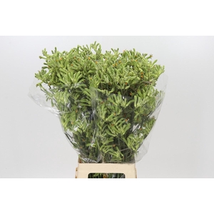 Anigozanthos Green