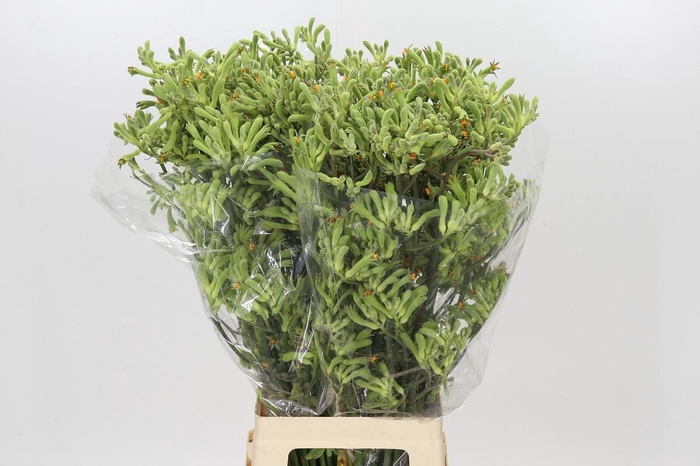 <h4>Anigozanthos Green</h4>
