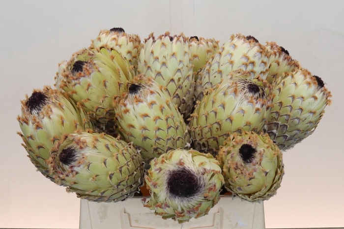 <h4>Protea Barbigera White No leaves</h4>