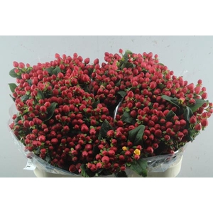 Hypericum Triumph (rood)