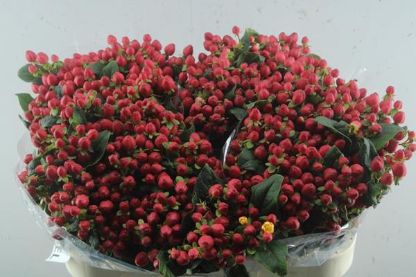 <h4>Hypericum Triumph (rood)</h4>