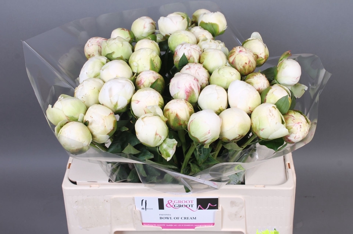 <h4>Paeonia Bowl Of Cream</h4>