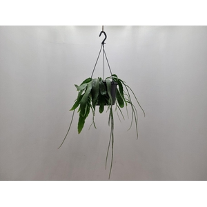 Rhipsalis Ramulosus (Cites) 17Ø 25cm
