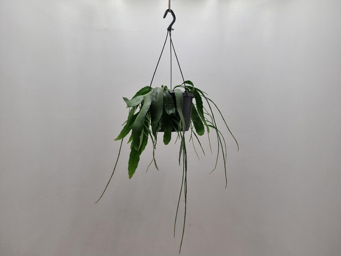 Rhipsalis Ramulosus (Cites) 17Ø 25cm