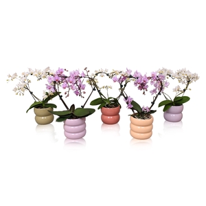 Phal. Multi vorm mix 