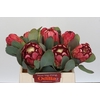 Protea Grandiceps